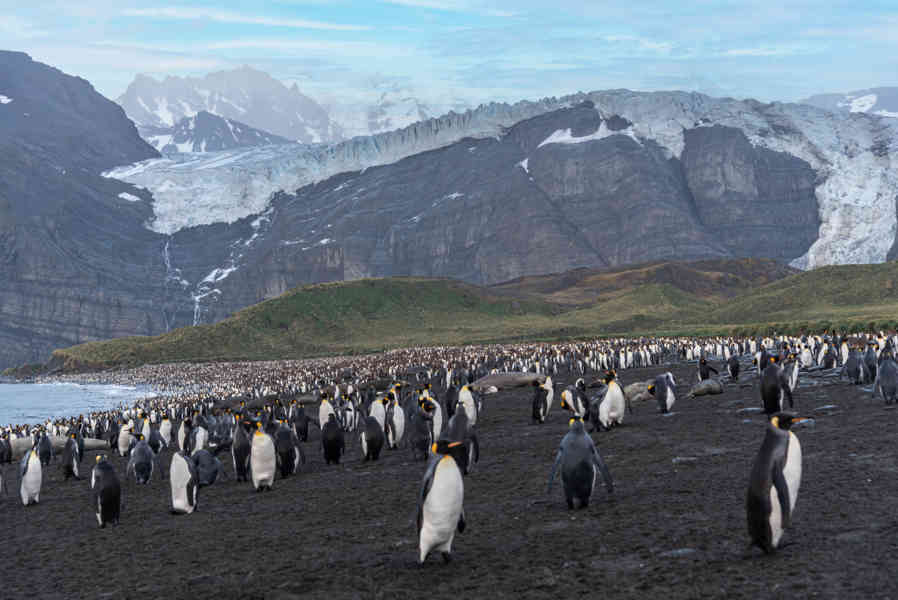 Pingüino Rey - islas Georgias del Sur 007.jpg